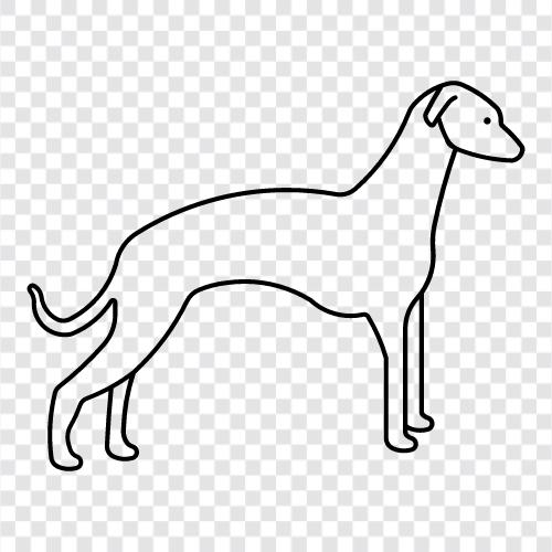 dog, pets, breeds, small icon svg