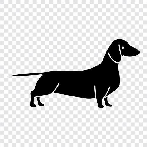 köpek, köpekler, tazı, avcılık ikon svg