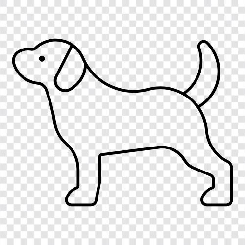 dogs, breeds, teddy bear, animal icon svg