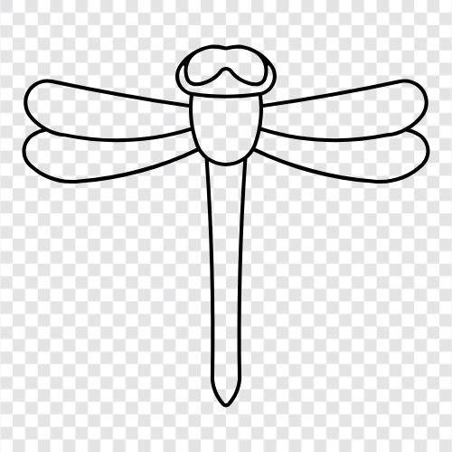 yusufçuklar, dragonfly fotoğrafçılığı, dragonfly larvaları, dragonfly fotoğrafı ikon svg