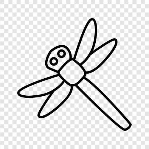 yusufçuklar, dragonfly desenleri, dragonfly fotoğrafçılığı, dragonfly tanımlaması ikon svg