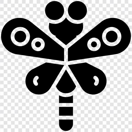 Libellen, Libellenlarven, Libelleneier, Libellenfutter symbol