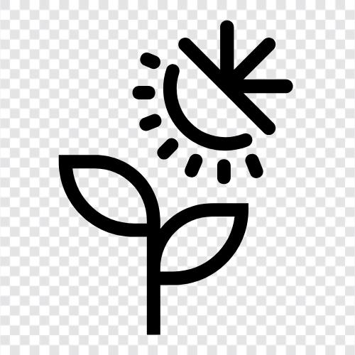 drought tolerant, Allweather plant icon svg