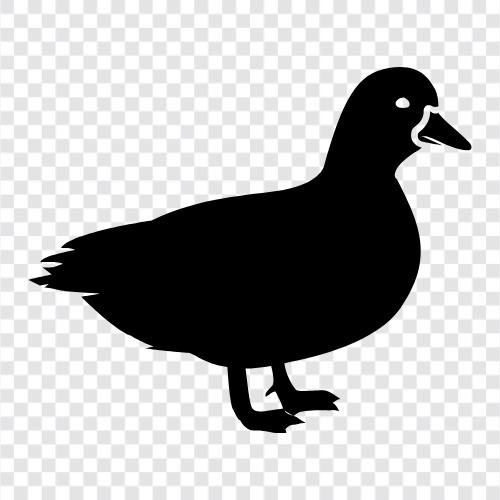 Ördek, Duck ikon svg