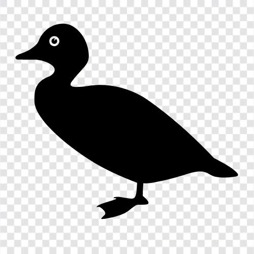 duck icon svg