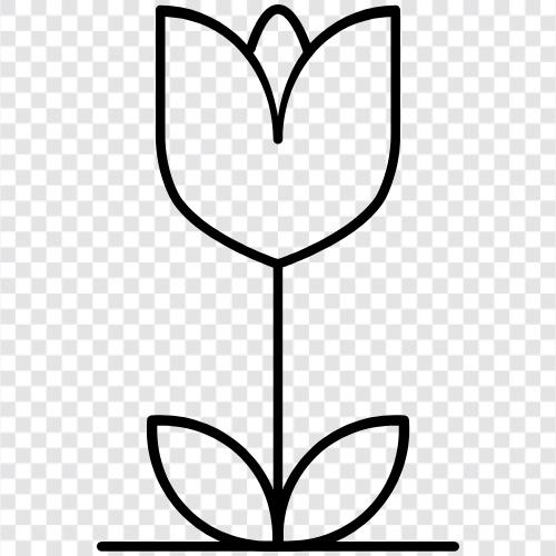 Dutch, flower, tulip bulbs, colors icon svg