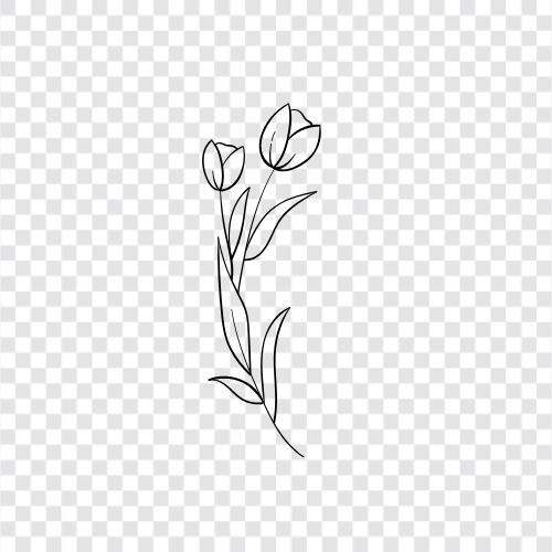 Niederländische Zwiebel, Blume, Garten, Tulpenfest symbol