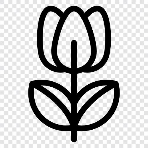 Dutch bulb, blooming, tulips, tulip mania icon svg