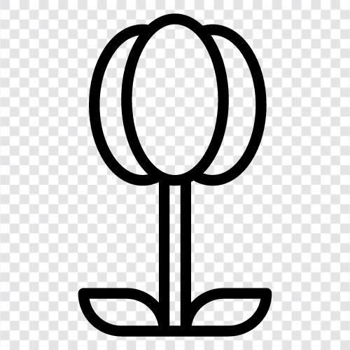 Dutch, flower, garden, tulip bulb icon svg