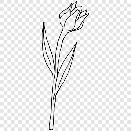 Dutch Tulip, bulbs, flowers, colors icon svg