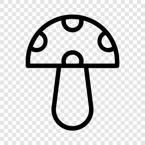 edible, edible mushrooms, wild mushrooms, edible fungi icon svg