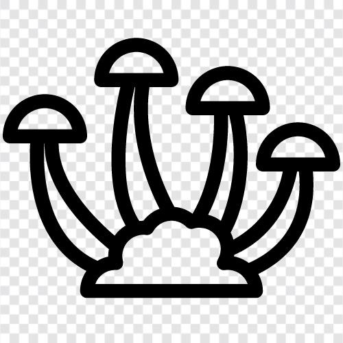 genießbar, Pilze, essbare Pilze symbol