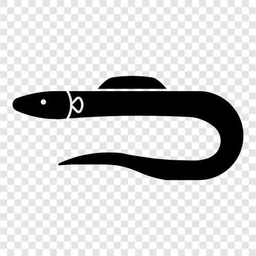 elver, eelpout, elverfish, eelgrass ikon svg