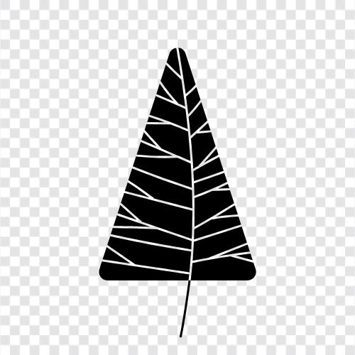 evergreen trees, evergreen plants, evergreen shrubs, evergreen icon svg