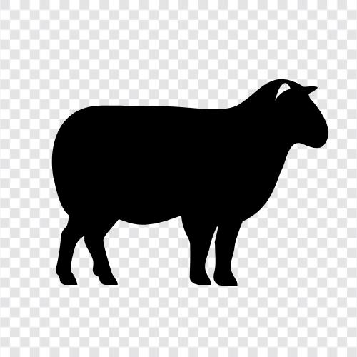 ewes, lambs, fleece, wool icon svg