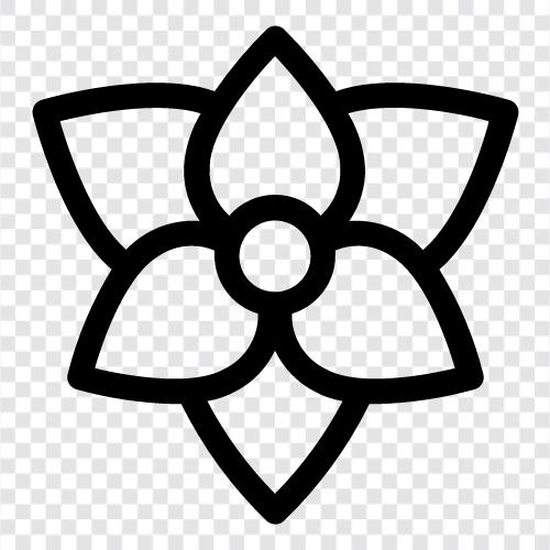 exotische Blume, exotische Pflanzen, botanischer Name, Cattleya symbol