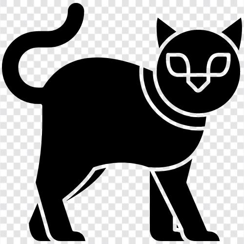 feline, hauskatze, schnurr, Haustier symbol