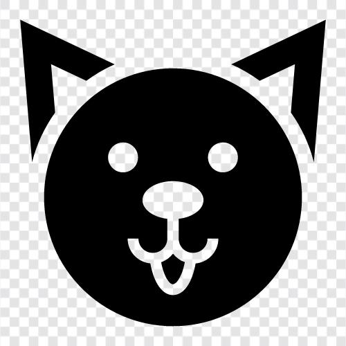 feline, house cat, black cat, white cat icon svg