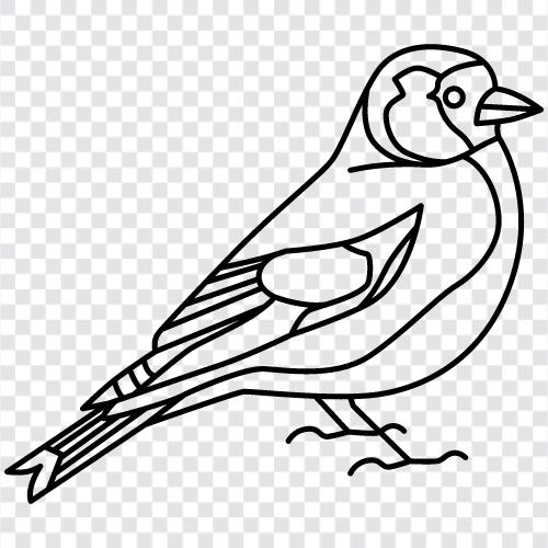 Finch, Ornithologie, Vogel, Eichel symbol
