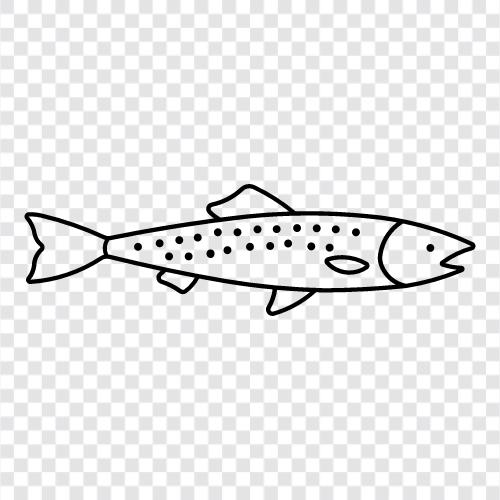 fishing, fly fishing, stream fishing, brown trout icon svg