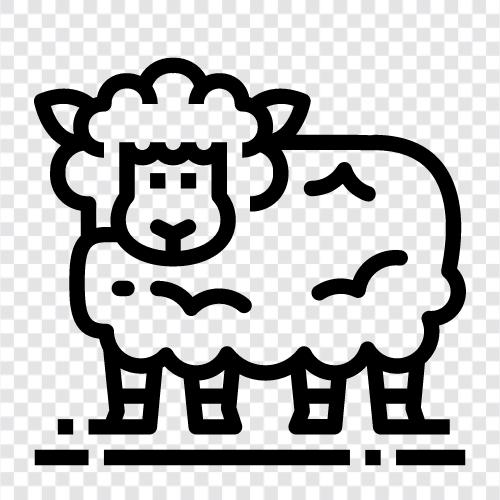 flocks, grazing, wool, fleece icon svg