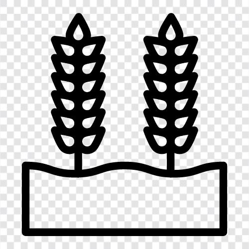 Mehl, Brot, Nudeln, Müsli symbol