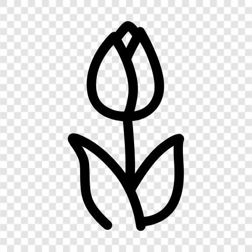 Blume, Blüte, Holländisch, Holland symbol