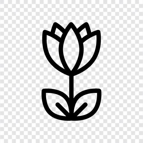 flower, tulip bulb, tulip grower, tulip garden icon svg