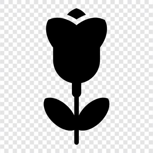 çiçek, tulipler, renk, petaller ikon svg