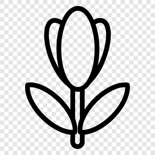 Blume, Holländisch, Glühbirne, Tulpenbirne symbol
