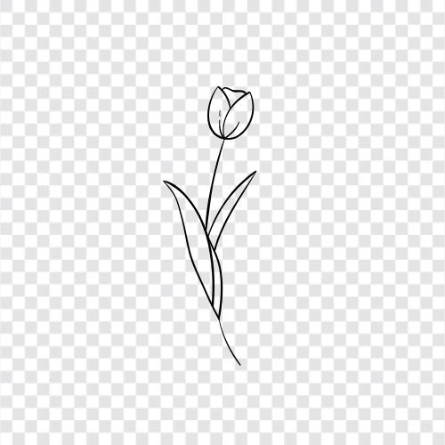 Blumen, Tulpen, Niederländisch, Holland symbol