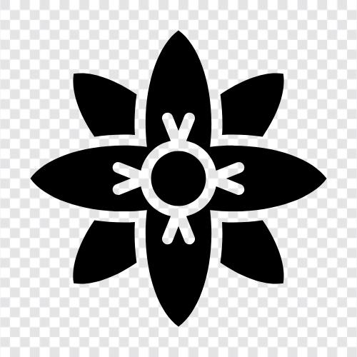 Blüten, Blütenblatt symbol