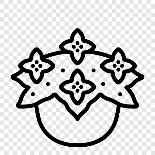 Blumen, Garten, Pflanzen, Begonien symbol