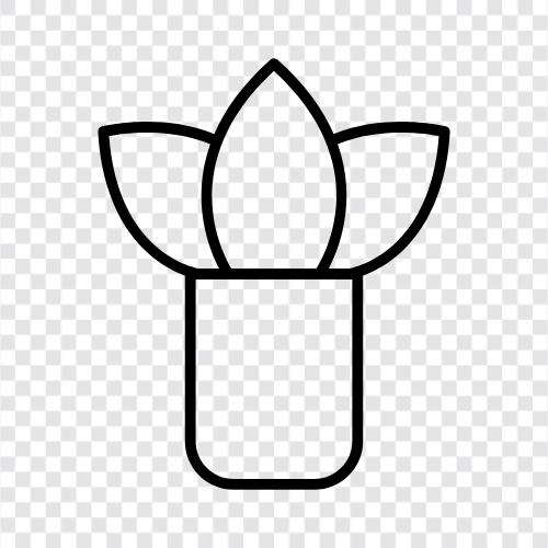 Blumen, Gartenbau, Gartenpflanzen, Sukkulenten symbol
