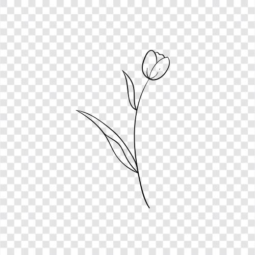 Blumen, Natur, Frühling, Tulpen symbol