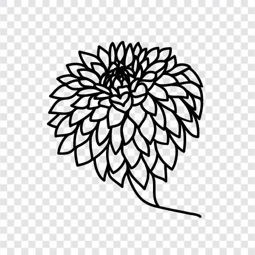 çiçekler, bitkiler, bahçe, Chrysanthemum ikon svg