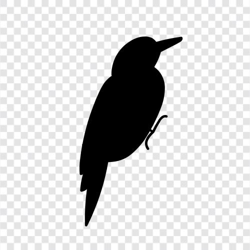 flying, seabird, raptor, canary icon svg