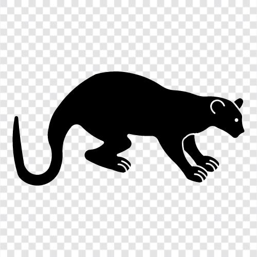 fossorial, fossorial memeli, fossa, fossa bicorn ikon svg