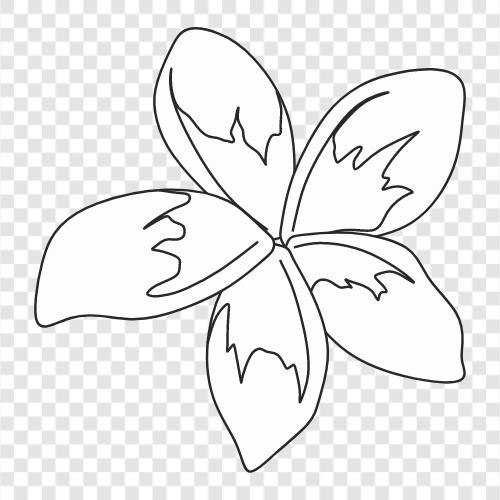 Frangipani, Frangipani parfümü ikon svg