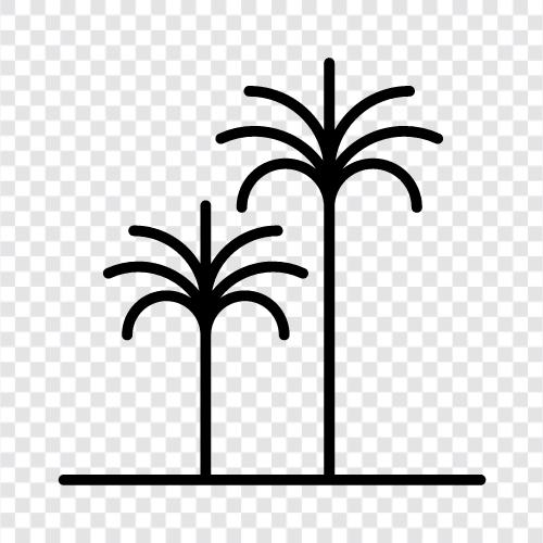 fronds, leaves, trunk, fruit icon svg