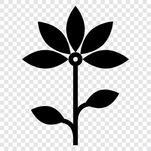 Garten, Pflanzen, Blüte, Duft symbol