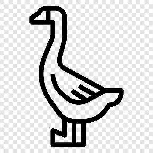 geese, poultry, domesticated, farming icon svg