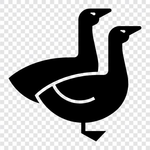 geese, pet, bird, animal icon svg