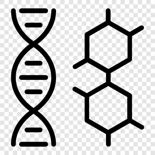 genetik, genotip, fenotip, mutasyon ikon svg