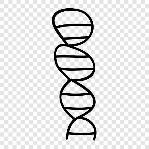 Genetik, Chromosomen, DNATest, Familiengeschichte symbol