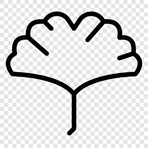 ginkgo biloba, sağlık, ağaç, yaprak ikon svg