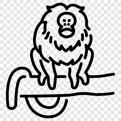 golden lion tamarin care, golden lion tamarin diet, golden lion tam, Golden lion Tamarin Значок svg