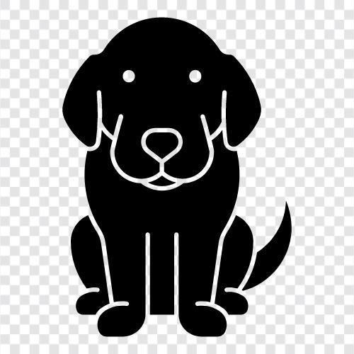 altın retriever, retriever, bred, altın ikon svg