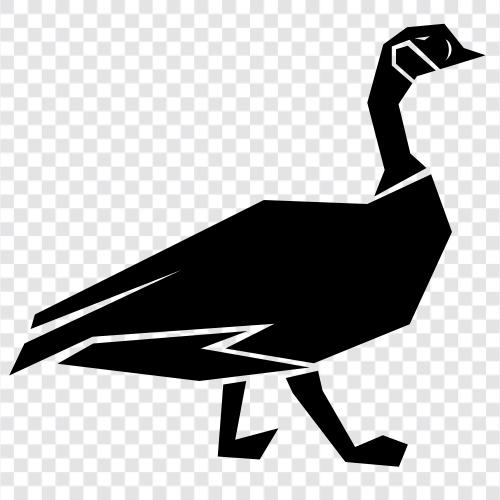 Goose, Canada, Coat, Down icon svg