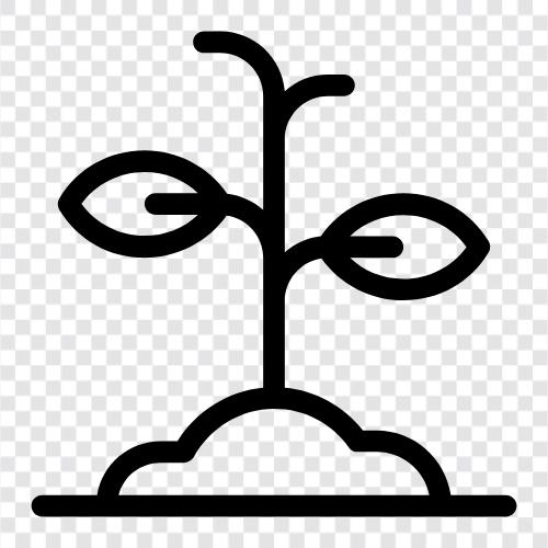 wachsen, Samen, essbar, belaubt symbol
